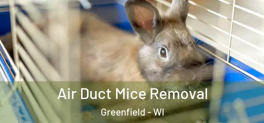 Air Duct Mice Removal Greenfield - WI
